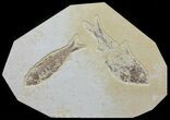 Multiple Fossil Fish - Wyoming #60159-1